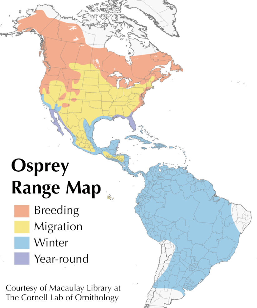 osprey bird range