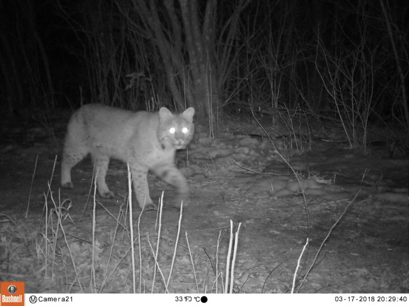 Bobcat – Narrow River Preservation Association